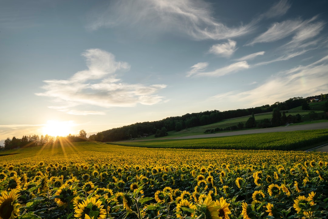 Bringing Sunshine Indoors: The Power of Yellow Paint